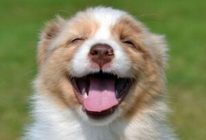 animal communication email consultation Happy, smiling, australian shepherd puppy, white and tan colour, facing camera with tongue out